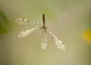 Ameisenjungfer 2018-IMG_7546