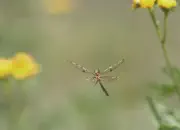 Ameisenjungfer 2018-IMG_7563