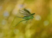 Grünes Heupferd IMG_9438