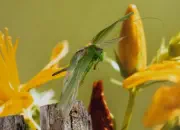 Grünes Heupferd IMG_9135a