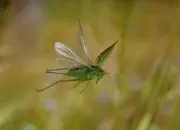 Grünes Heupferd IMG_9173a