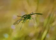 Grünes Heupferd IMG_9169