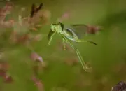 Grünes Heupferd IMG_8717a