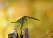 Grünes Heupferd IMG_8522a