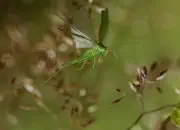 Grünes Heupferd IMG_9416