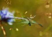 Grünes Heupferd IMG_9206