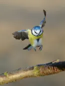 Blaumeise 2012_IMG_2594a