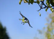 Blaumeise 2011_IMG_0765