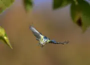 Blaumeise 2012_IMG_3754