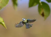 Blaumeise 2012_IMG_2578