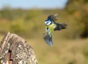 Blaumeise 2011_IMG_1419