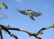 Blaumeise 2011_IMG_0934