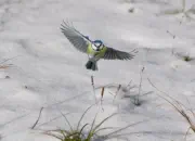 Blaumeise 2012_IMG_3423