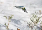 Blaumeise 2012_IMG_3692