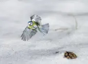 Blaumeise 2012_IMG_3696