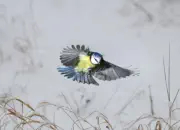 Blaumeise 2011_IMG_2378