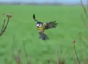 Blaumeise 2011_IMG_0240