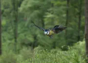 Blaumeise 2011_IMG_0145