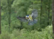 Blaumeise 2011_IMG_1169