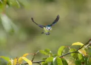 Blaumeise 2012_IMG_3942