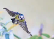 Blaumeise 2019-IMG_9216