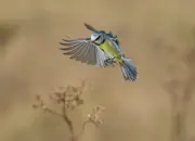 Blaumeise 2011_IMG_1875a