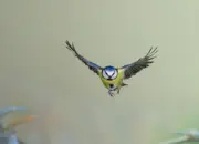 Blaumeise 2019-IMG_8848