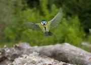 Blaumeise 2012_IMG_3944