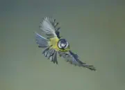 Blaumeise 2012_IMG_1741