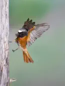 Gartenrotschwanz  IMG_5833