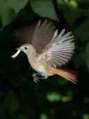 Gartenrotschwanz  IMG_5453