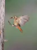 Gartenrotschwanz  IMG_5773