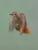 Gartenrotschwanz  IMG_5600