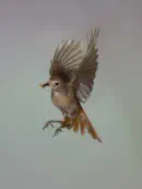 Gartenrotschwanz  IMG_5556