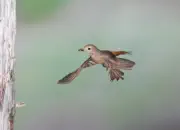 Gartenrotschwanz  IMG_5811