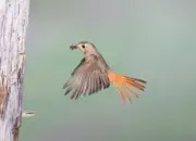 Gartenrotschwanz  IMG_5801a