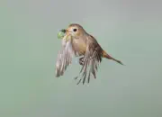 Gartenrotschwanz  IMG_5794