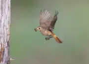 Gartenrotschwanz  IMG_5783