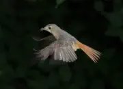 Gartenrotschwanz  IMG_5464