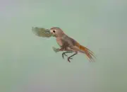 Gartenrotschwanz  IMG_5584