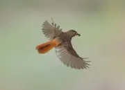 Gartenrotschwanz  IMG_5563a