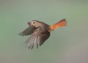 Gartenrotschwanz  IMG_5782