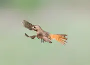 Gartenrotschwanz  IMG_5861