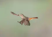 Gartenrotschwanz  IMG_5832