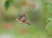 Gartenrotschwanz  IMG_5780a