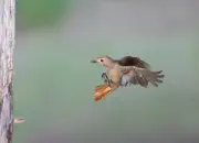 Gartenrotschwanz  IMG_5771