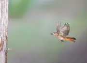 Gartenrotschwanz  IMG_5791