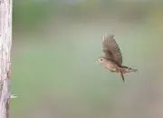 Gartenrotschwanz  IMG_5820