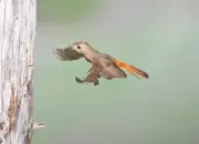 Gartenrotschwanz  IMG_5819