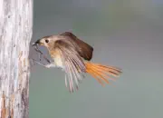 Gartenrotschwanz  IMG_5506